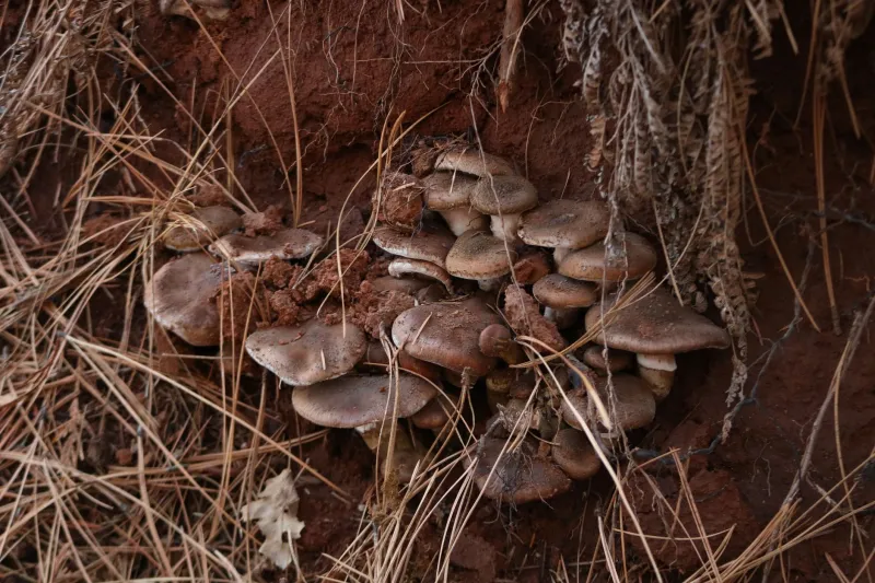 What the Forest Floor Already Figured Out: Lessons in Collective Healing from Big Sur's Fungal Web