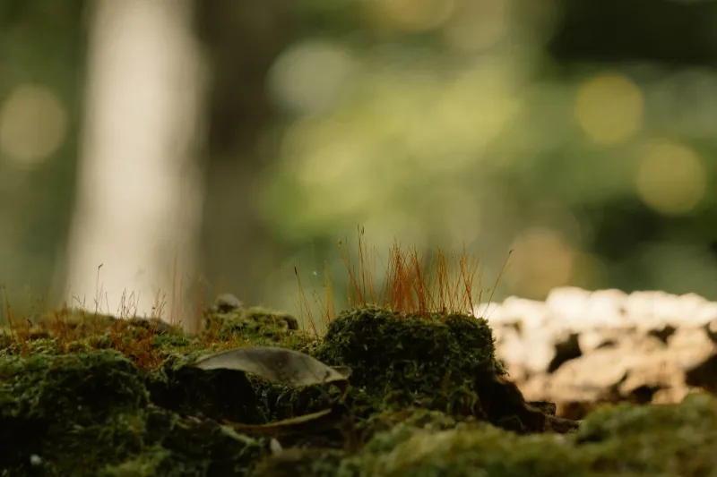 Something Has to Rot First: What Big Sur's Forest Floor Knows About Falling Apart