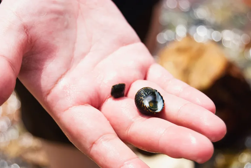 Two Minutes of Stone and Sky: Why Tiny Nature Moments Are Rebuilding Burned-Out Nervous Systems