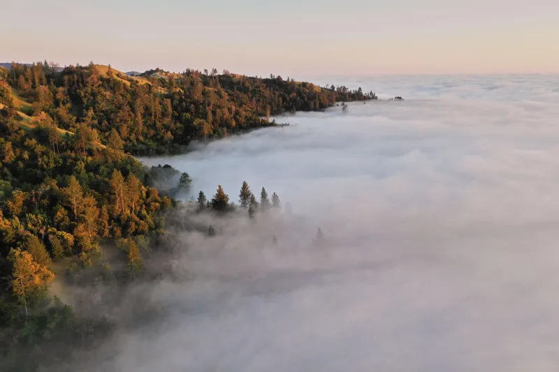 What Happens to Your Body When You Stand Among Ancient Redwoods